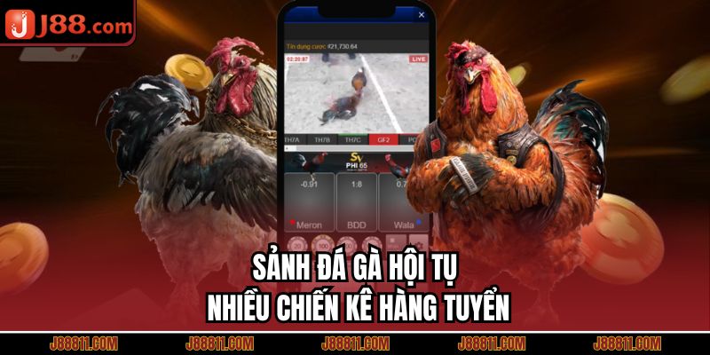 Sảnh đá gà hội tụ nhiều chiến kê hàng tuyển